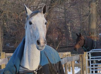 Horse in stable