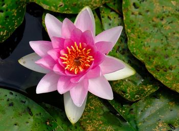 Close-up of lotus water lily in pond