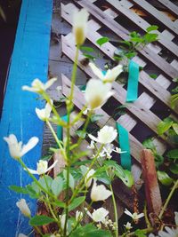 High angle view of flowering plants on wood