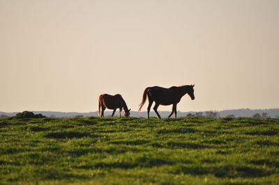 Horses walking on grassy field against clear sky during sunset