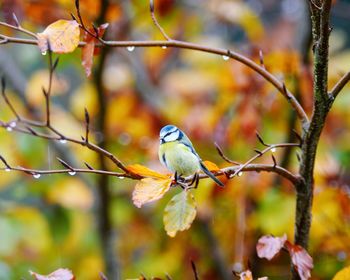 Close-up of bird perching on tree