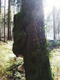 Trees in forest