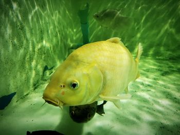 Close-up of fish swimming in sea