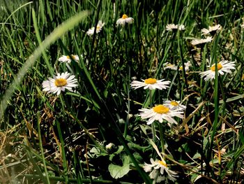 Flowers blooming on field