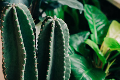 Close-up of cactus