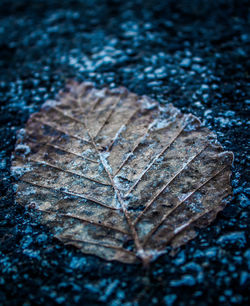 High angle view of dry leaf on wood