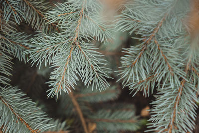 Close-up of pine tree branch