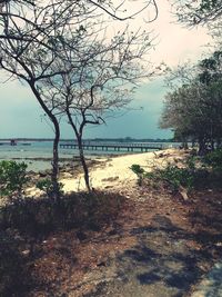 Reflection of trees in water