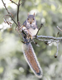 Close-up of squirrel on tree