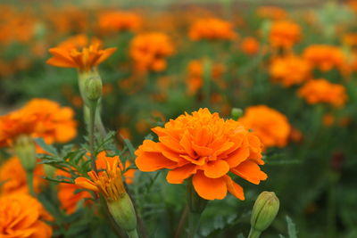 Close-up of marigold blooming outdoors