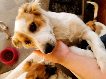Close-up of hand holding dog