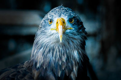 Close-up portrait of eagle