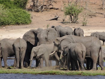 Elephant standing on field against trees