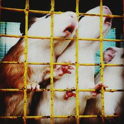 Close-up of rabbits