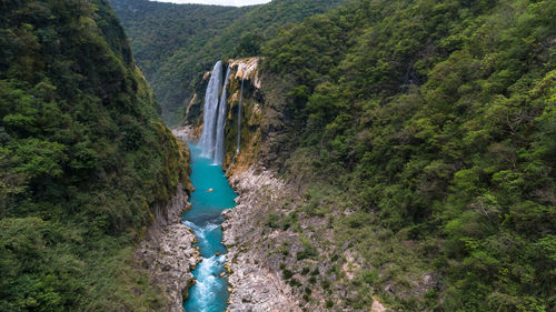 Scenic view of waterfall in forest