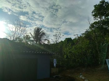 Plants and trees against sky in city