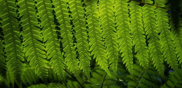 Close-up of fern leaves