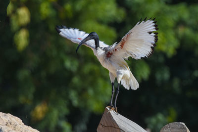 Bird flying over a tree