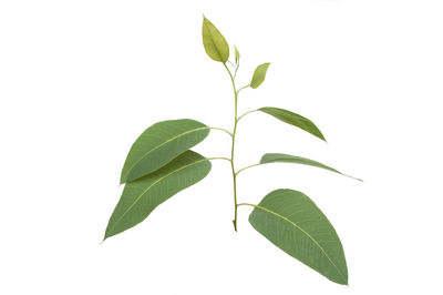 Close-up of leaves against white background