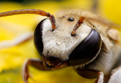 Close-up portrait of an animal