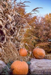 Close-up of pumpkins in autumn