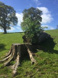 Bird perching on tree in field against sky