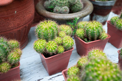 High angle view of potted plants