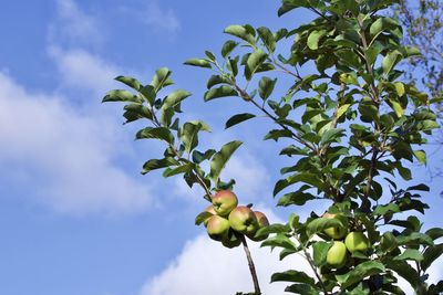 Low angle view of berries growing on tree against sky