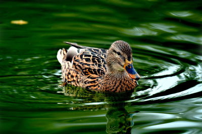 Close-up of duck in lake