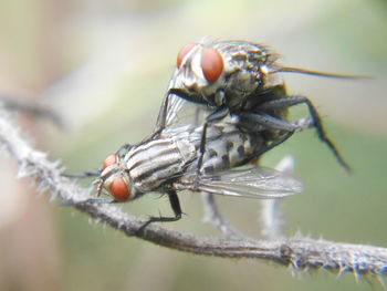 Close-up of insect