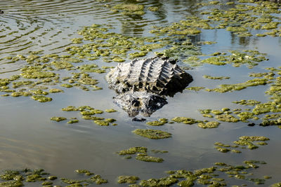 High angle view of alligator swimming in lake