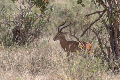 Side view of deer on field