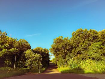 Road amidst trees against clear blue sky