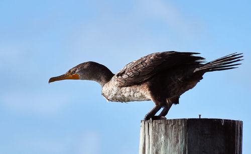 Close-up of eagle perching on wooden post against clear sky