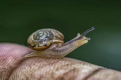 Close-up of snail on hand