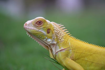 Close-up of lizard