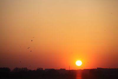 Silhouette of birds at sunset