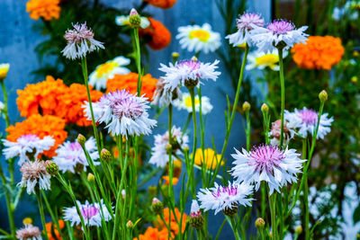 Close-up of purple flowering plants in field