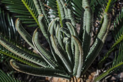 Close-up of succulent plant