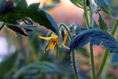 Close-up of purple flowering plant