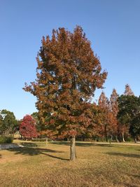 Trees growing on field against sky during autumn