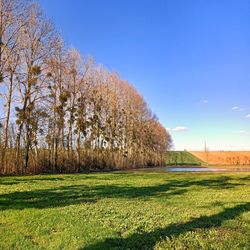 Trees on field against blue sky