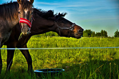 Horses eating on field