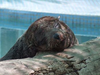 Close-up of sea lion on wood by swimming pool