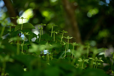 Close-up of flowering plant leaves on field