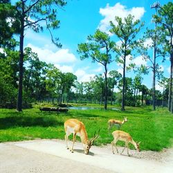 Horse grazing on field against sky