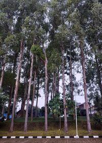 Low angle view of trees in forest against sky