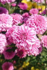 Close-up of pink flowers blooming outdoors