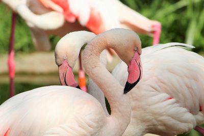 Close-up of swan