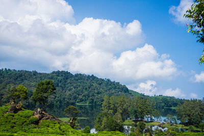 Scenic view of trees and mountains against sky